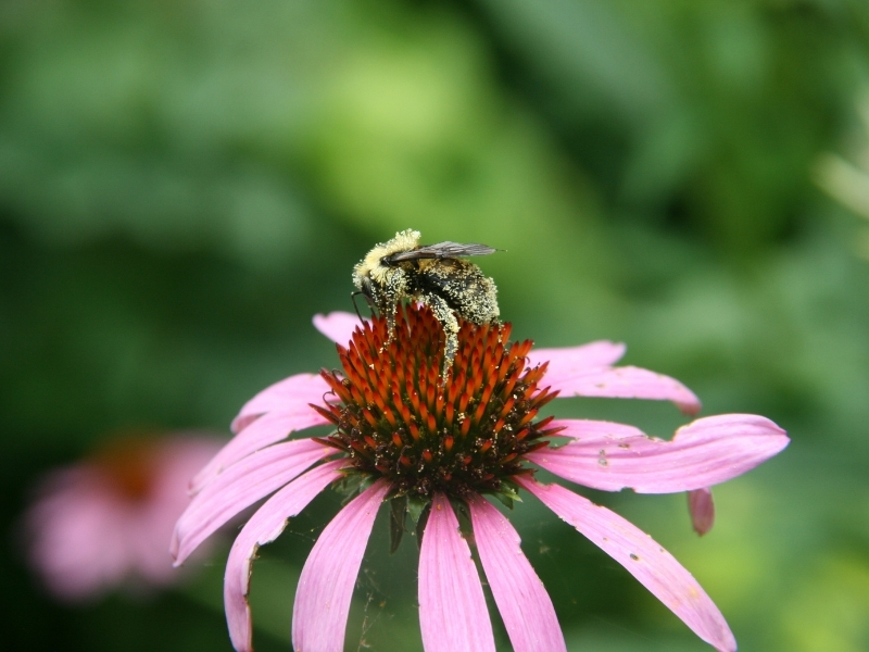 bumblebee collecting pollen from a purple coneflower