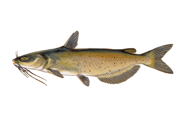 illustration of channel catfish by Virgil Beck