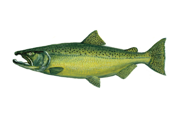 illustration of chinook salmon by Virgil Beck