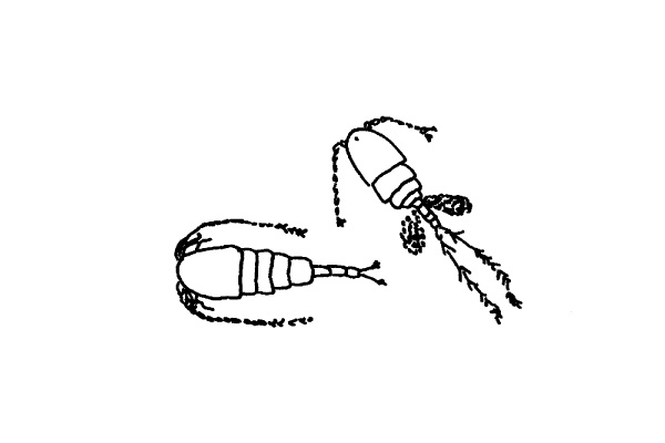 illustration of two copepods