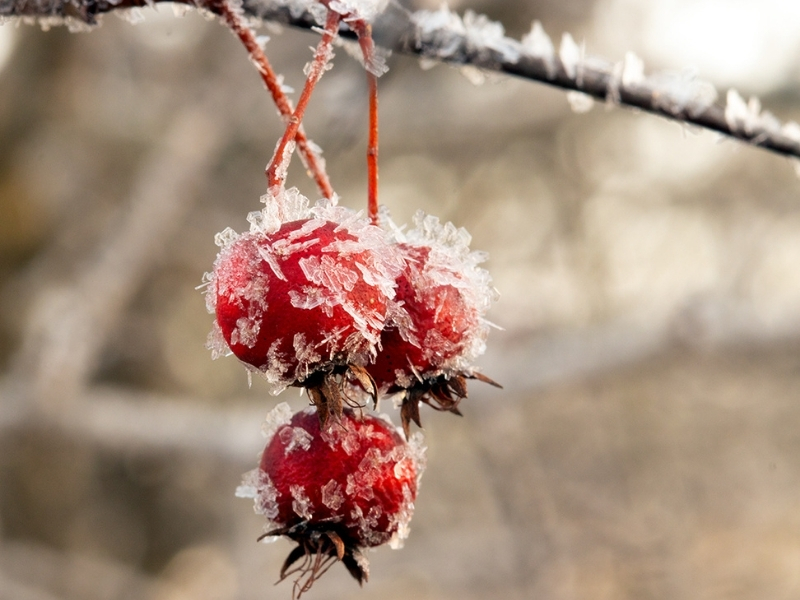 photo of hawthorne berries covered with hoar frost