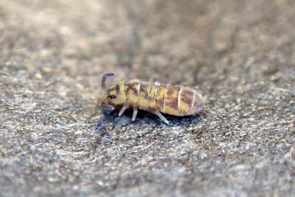 photo of a tiny snow flea