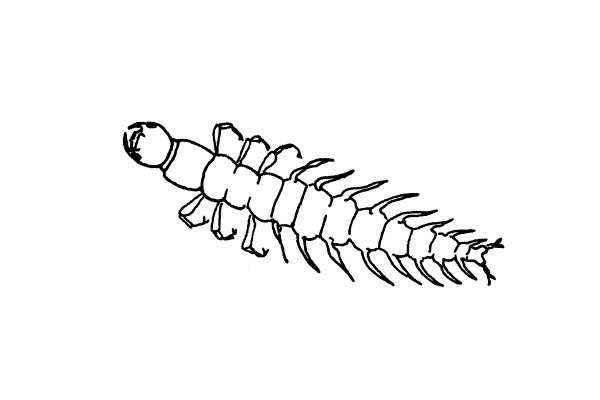 illustration of a dobsonfly larvae with many legs
