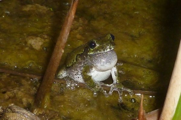 eastern gray treefrog with vocal sac inflated, calling from a marshy area in Milwaukee County
