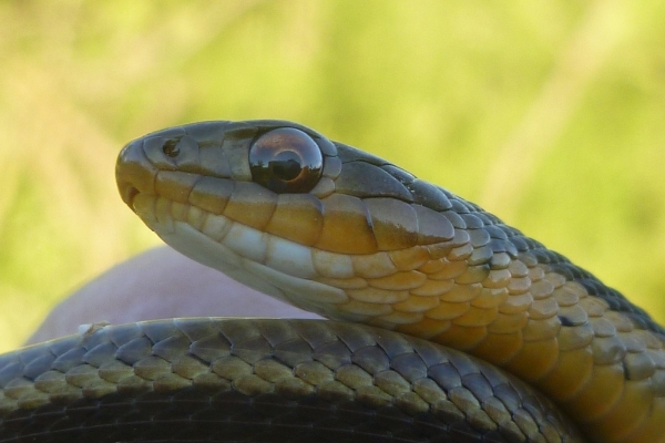 eastern gartersnake being held by a person