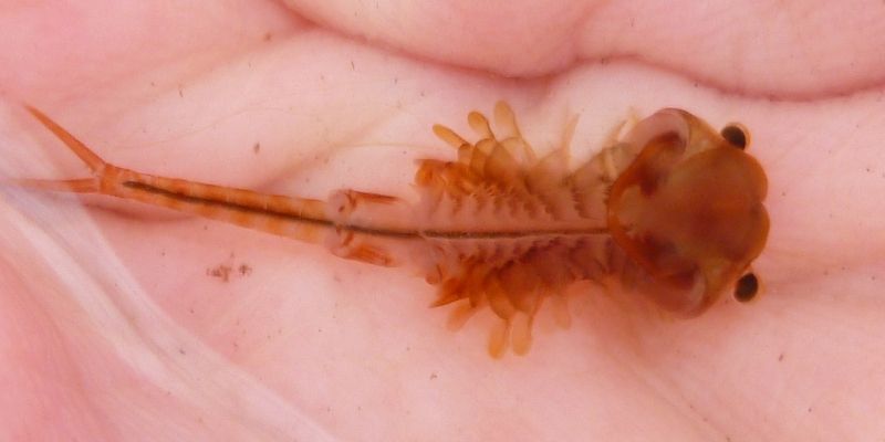 a tiny fairy shrimp being held in a handful of water