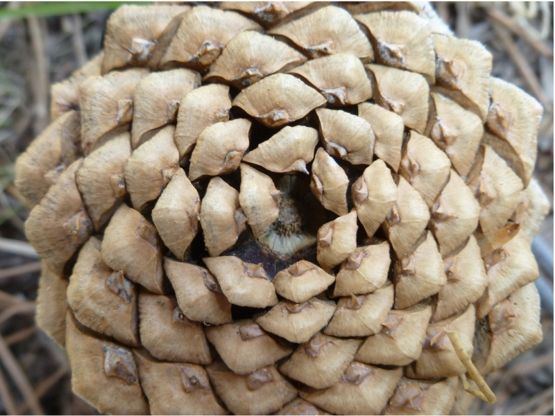 close-up of bottom of pine cone