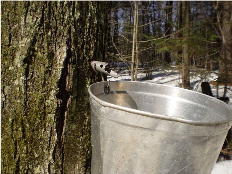 photo of sap bucket hanging from a spigot in a maple tree