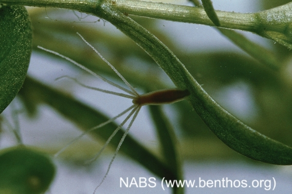 photo of a tiny hydra clinging to algae