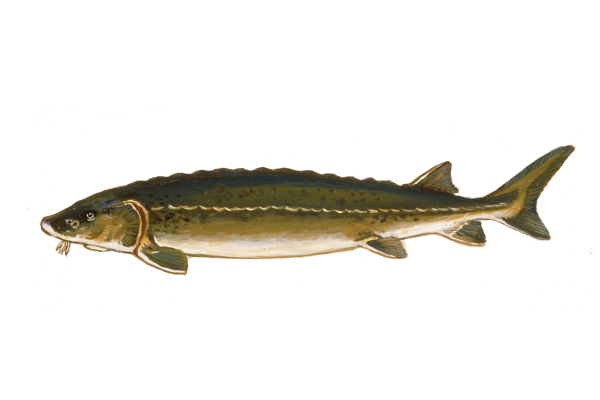 illustration of a lake sturgeon by Virgil Beck