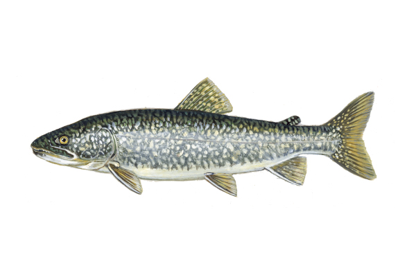 illustration of lake trout by Virgil Beck