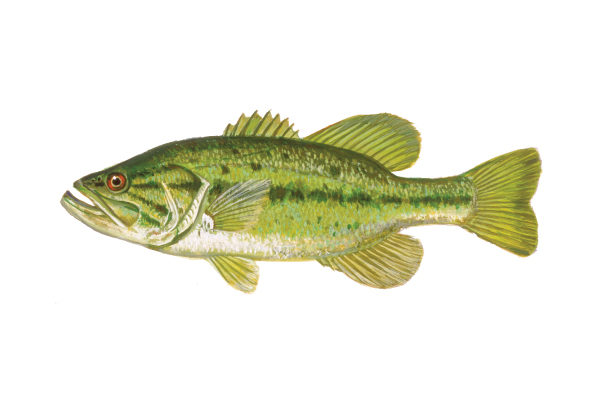 illustration of largemouth bass by Virgil Beck