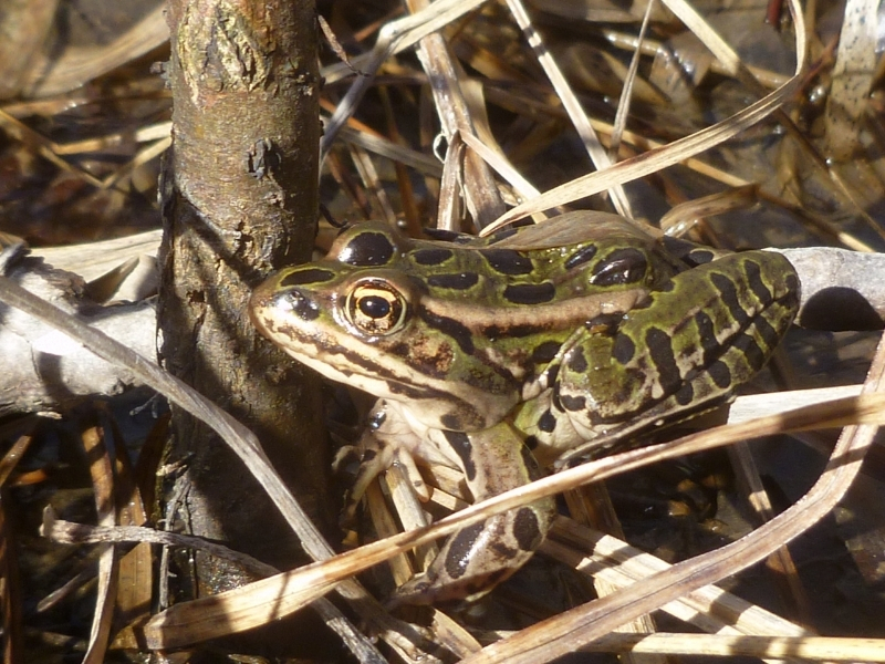 leopard frog resting on top of vegetation in a Milwaukee County Park