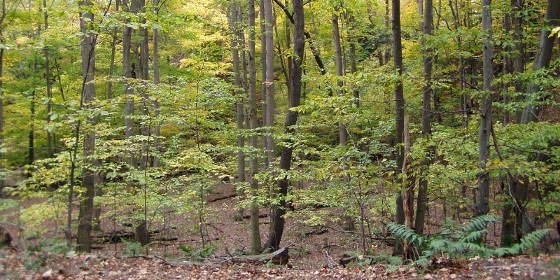 photograph of a maple-beech forest