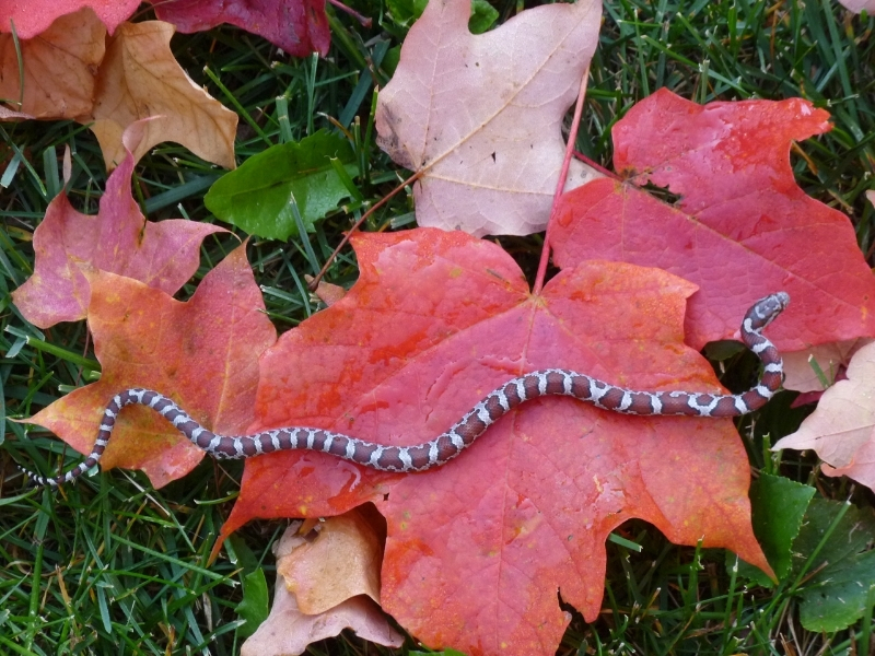 young milksnake resting on a bright red fall leaf