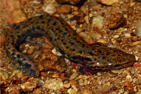 mudpuppy photo by Peter Paplanus (CC BY 2.0) photo of mudpuppy taken from above