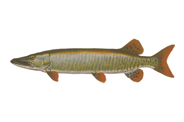 illustration of muskellunge by Virgil Beck