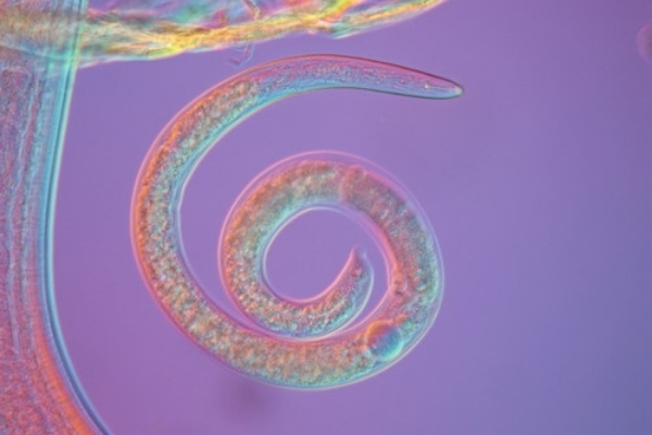 a closeup look at a nematode