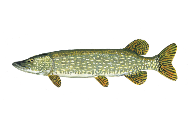 illustration of northern pike by Virgil Beck