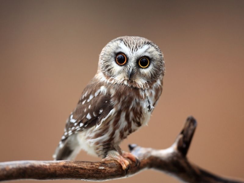 A northern saw whet owl starring at camera.