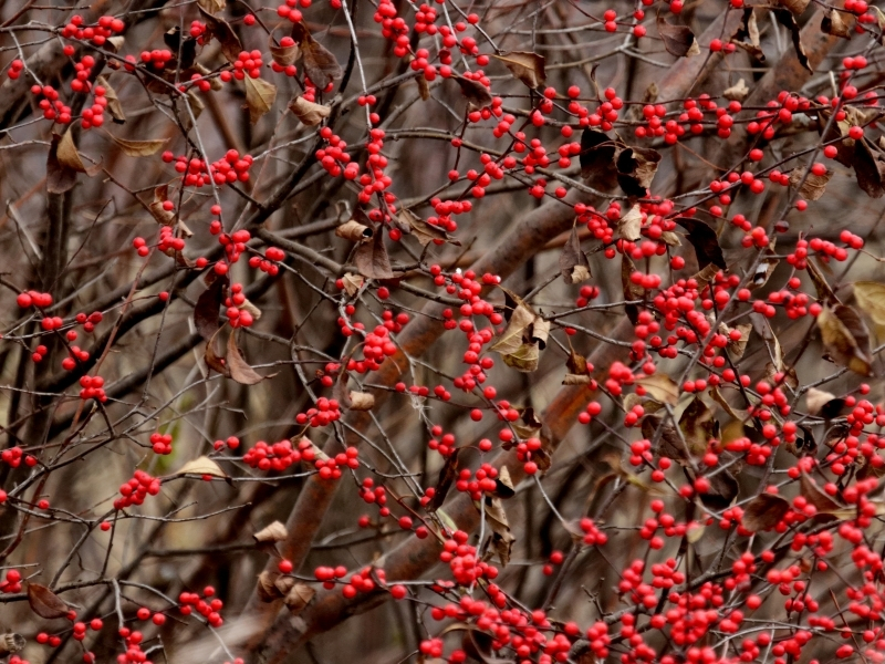 photo of red winterberries on a leafless shrub
