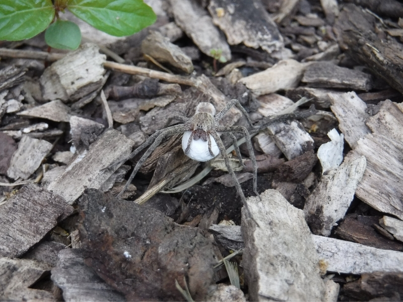 nursery web spider with carrying an egg sac