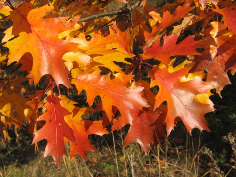 photo of red oak leaves in beautiful bronze color