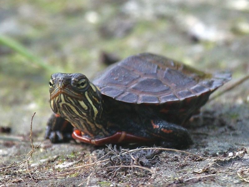 a painted turtle that has just hatched