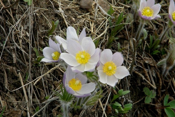 a small clump of pasqueflowers blooming in a prairie