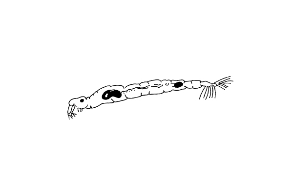 illustration of a phantom midge larvae