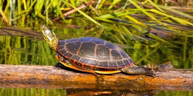 painted turtle basking in the sun with its legs stretched out behind it