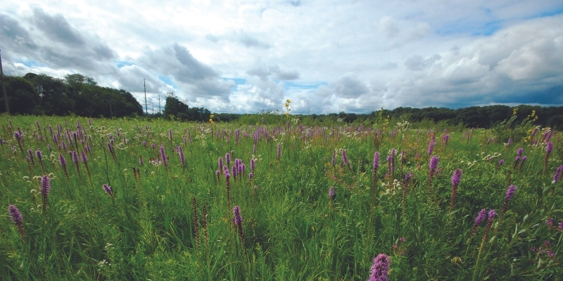 blazingstar blooming in the UW Arboretum Prairie