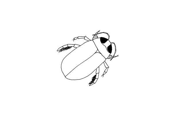 illustration of a predaceous diving beetle