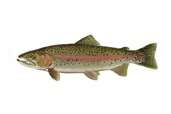 illustration of inland Rainbow Trout with bright lateral stripe