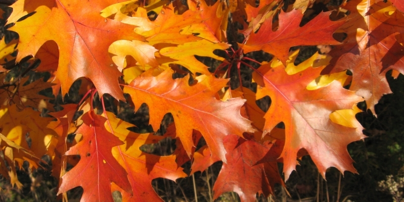 photograph of red oak leaves in full fall color