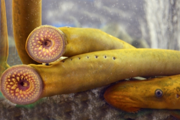 sea lamprey in an aquarium with their mouths attached to the aquarium glass