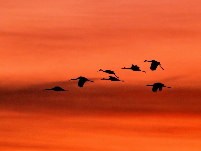 photo of cranes migrating against a red sunset