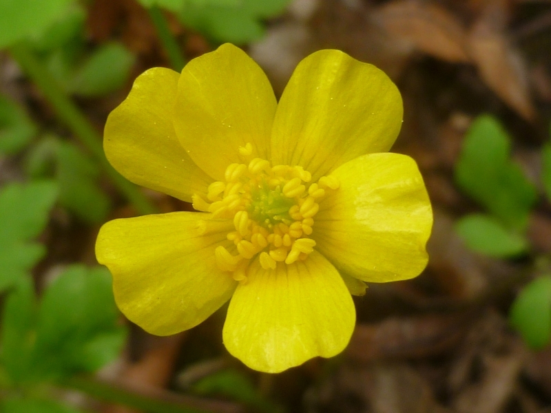 close-up photo of buttercup flower