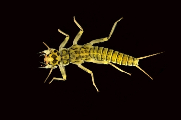 stonefly nymph