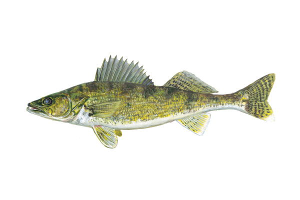 illustration of walleye by Virgil Beck