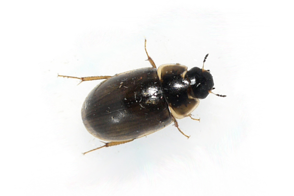 photograph of a water scavenger beetle