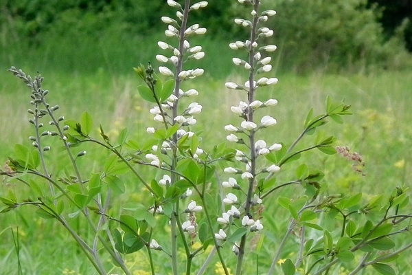 stalks of white-flowered wild white indigo growing in a prairie