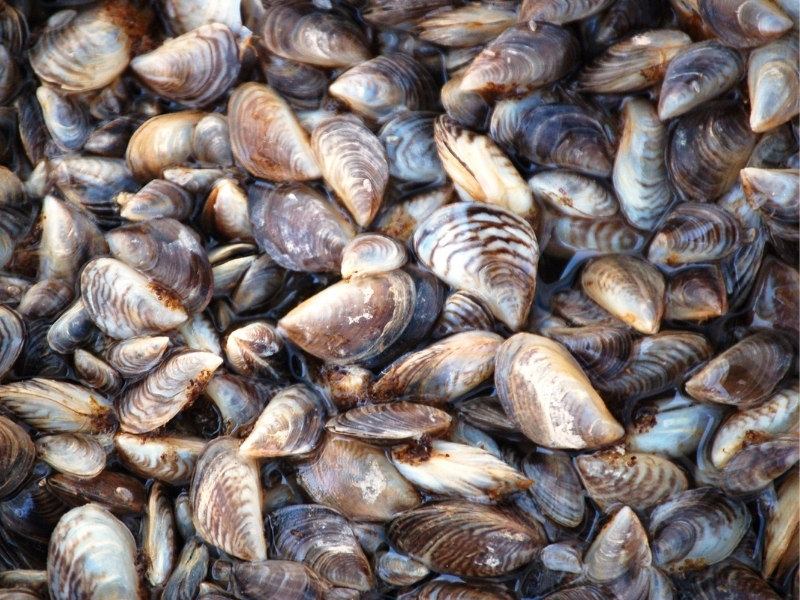 photo of a pile of zebra mussels