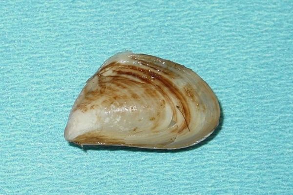 photo of a quagga mussel