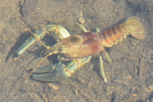 photo of rusty crayfish