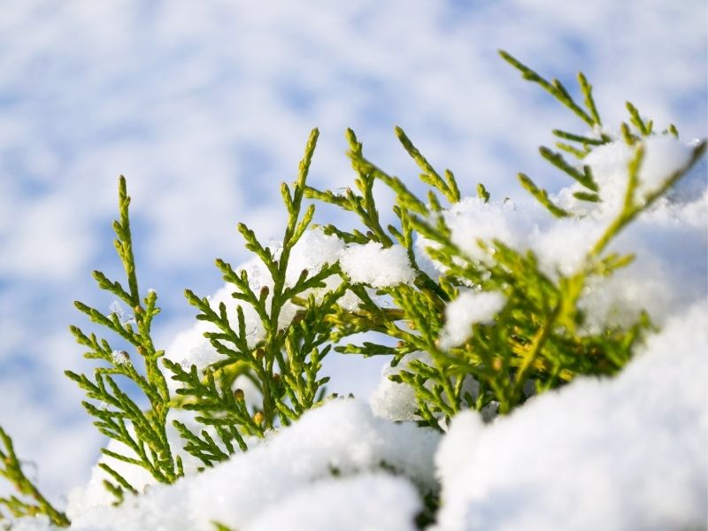 cedar twigs peeking out of snow cover