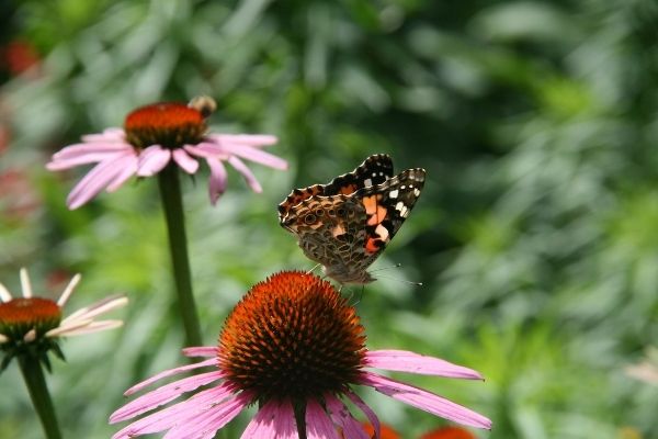 painted lady butterfly feeding on purple coneflower