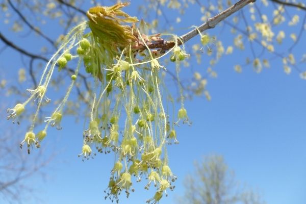 photo of male and female flowers of sugar maple