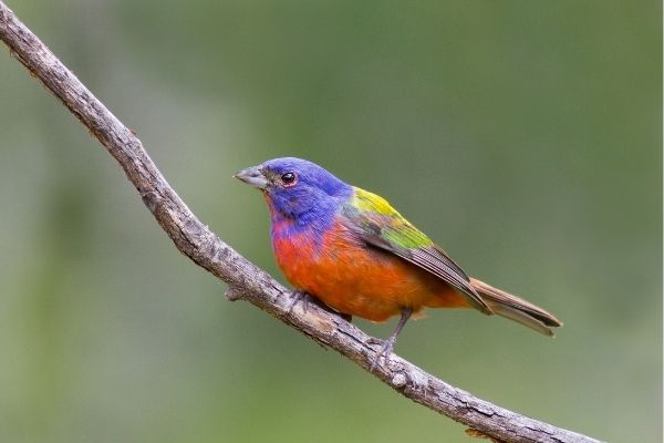 A colorful painted bunting sitting on a twig. The bird has a red breast, blue head Its back is yellow and green.
