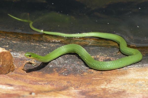 photo of a bright green snake resting on a rock with its tail in the water